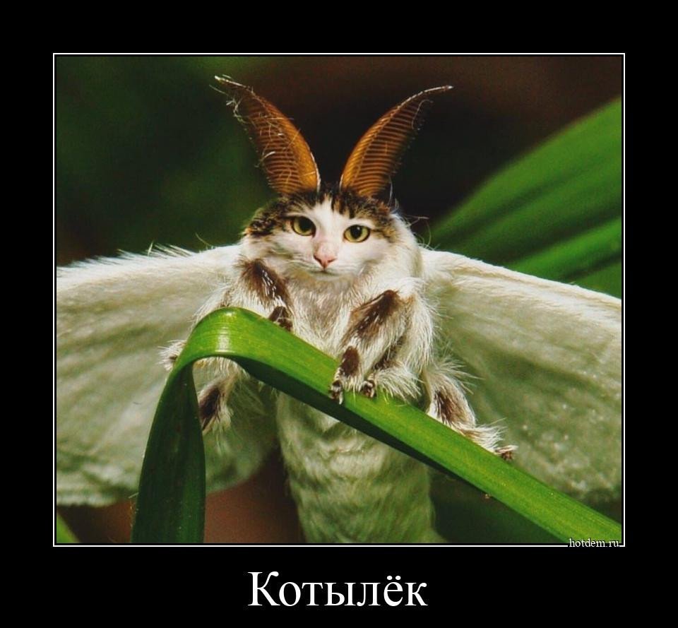 Милые животные