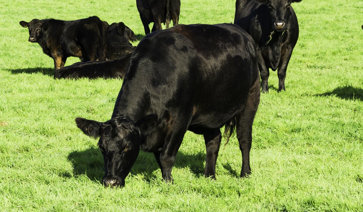 Абердин Блэк Ангус