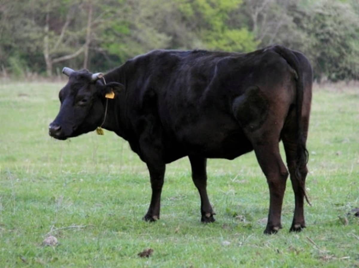 Вагю порода коров