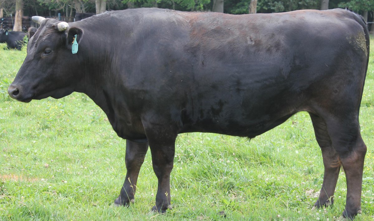 Вагю Кобе корова