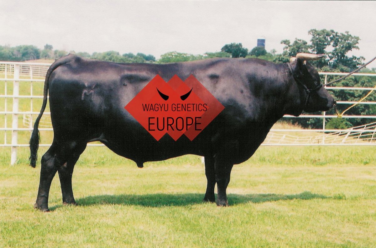 Корова пепельного цвета порода