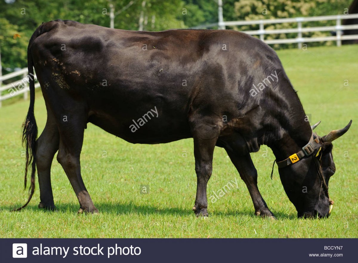 Вагю Кобе корова