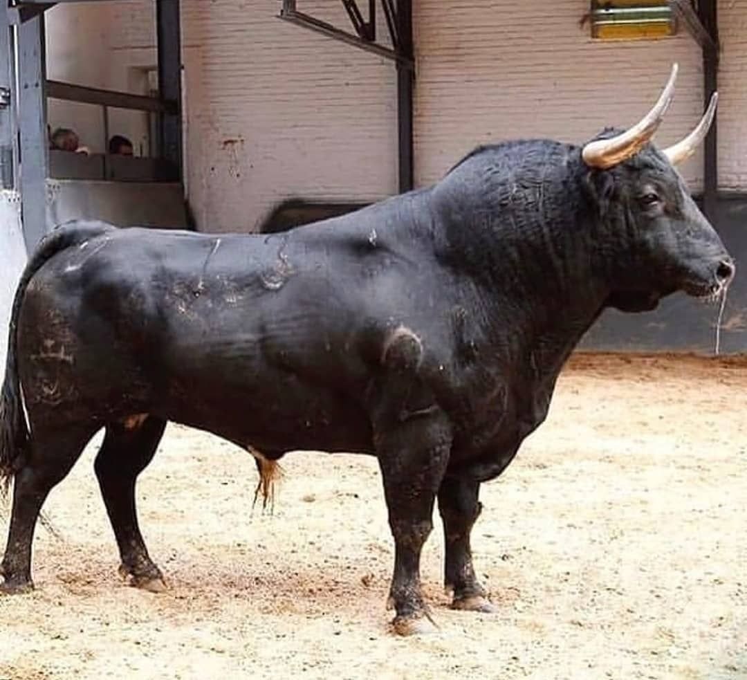 Бык расцветка