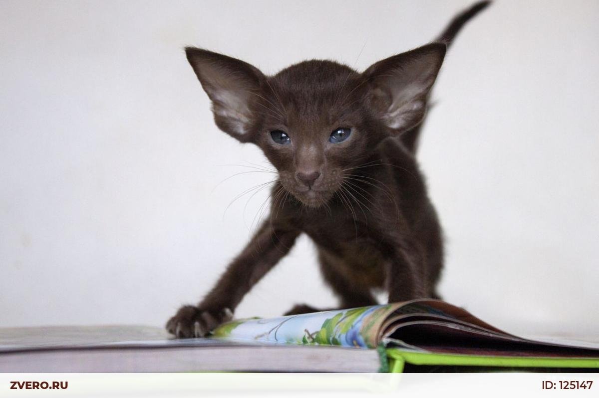 Ориенталы Гавана