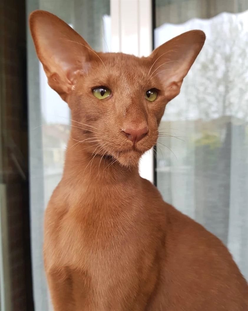 Ориентальная Гавана Браун