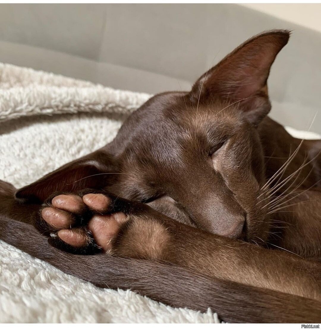 Ориентальная кошка в движении