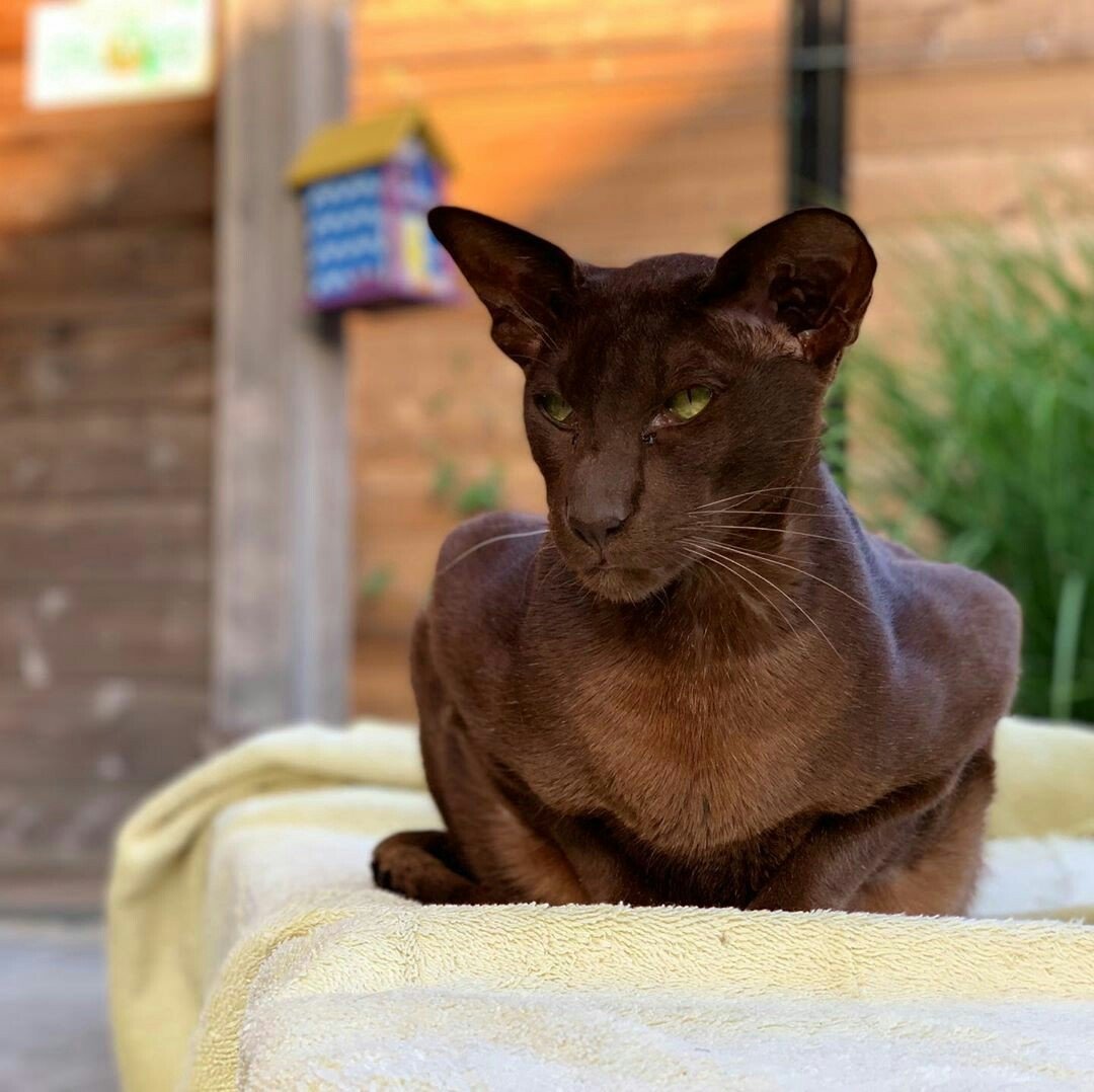 Ориентал кошка шоколадная