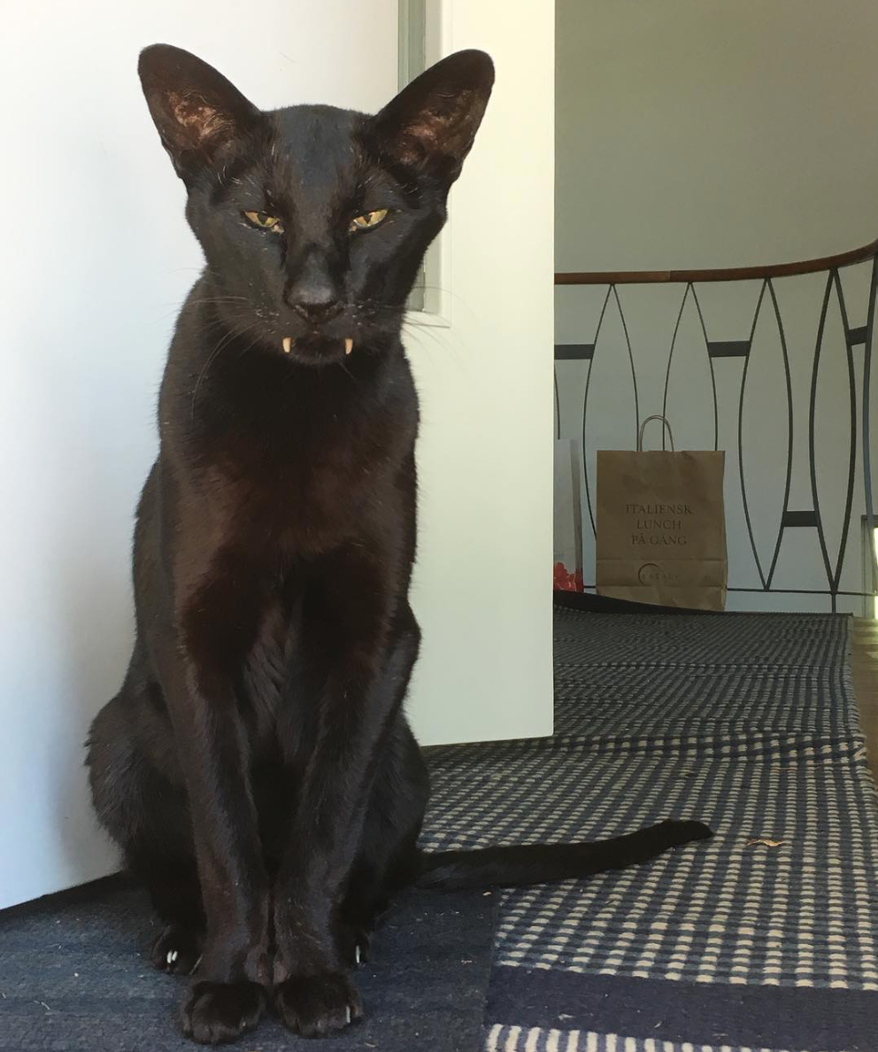 Шоколадный ориентальный кот