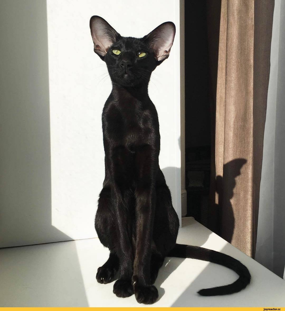 Гавана Браун Havana Brown Cat