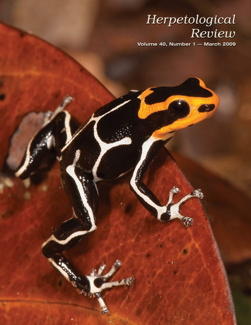 Лягушка древолаз Пумилио