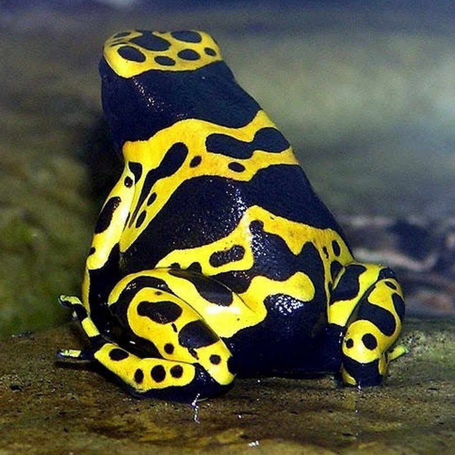 Квакша Арлекин