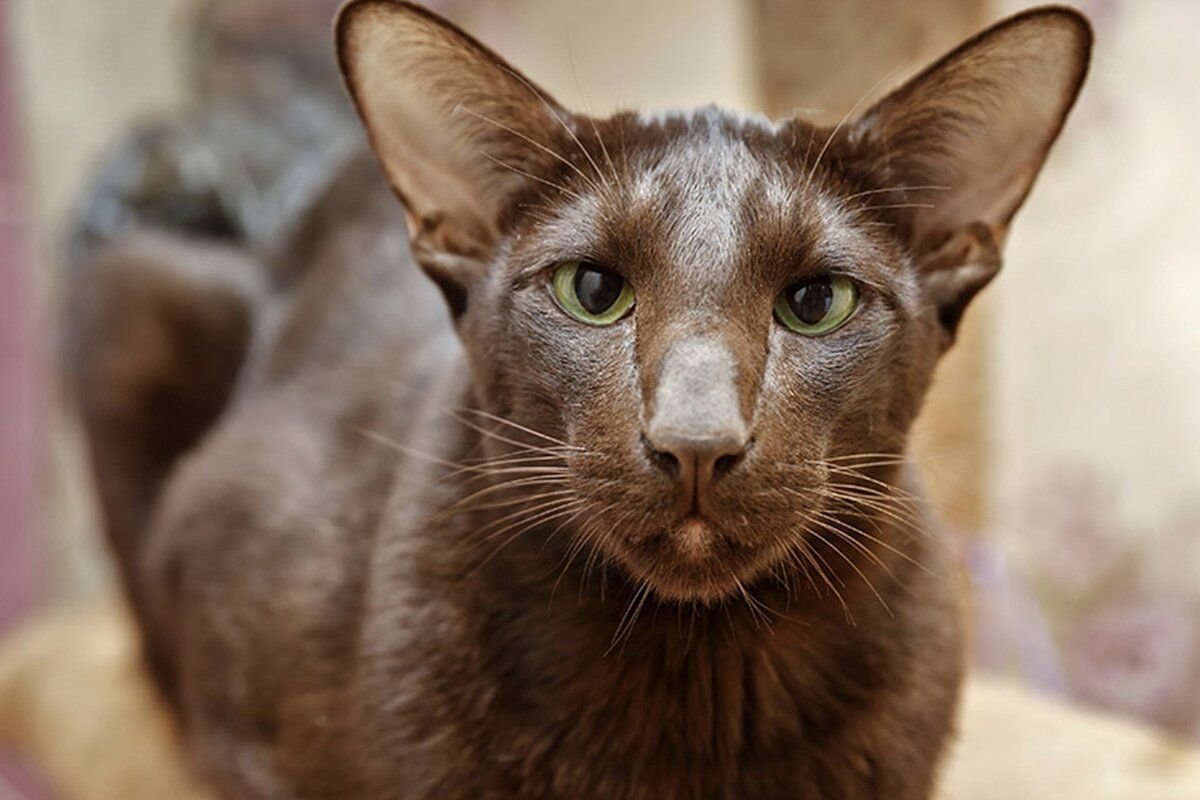 Ориентальная кошка шоколадного окраса