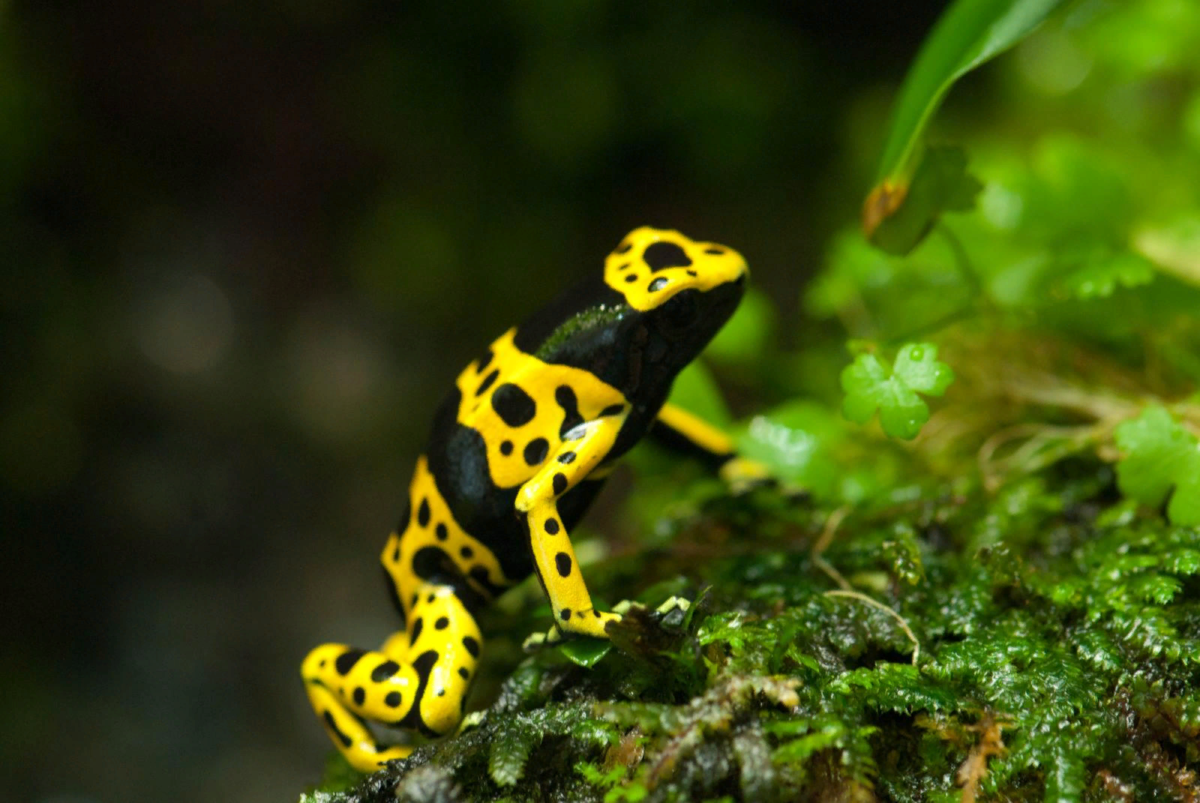 Квакша ядовитая