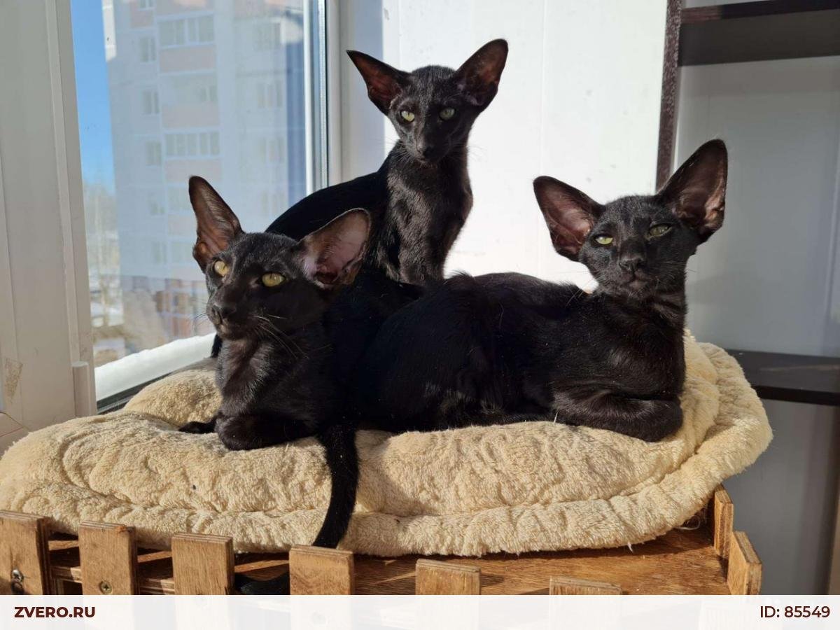 Порода кошек Ориентал Гавана