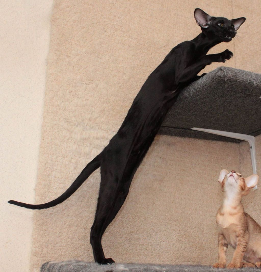 Кот Гиви Ориентал