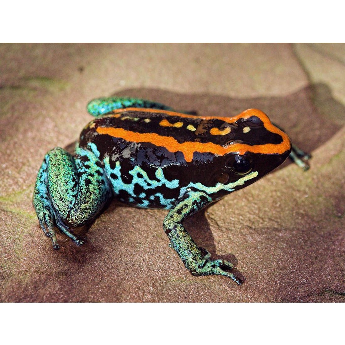 Лягушка древолаз Пумилио