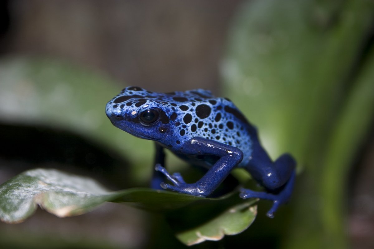 Лягушка голубой древолаз