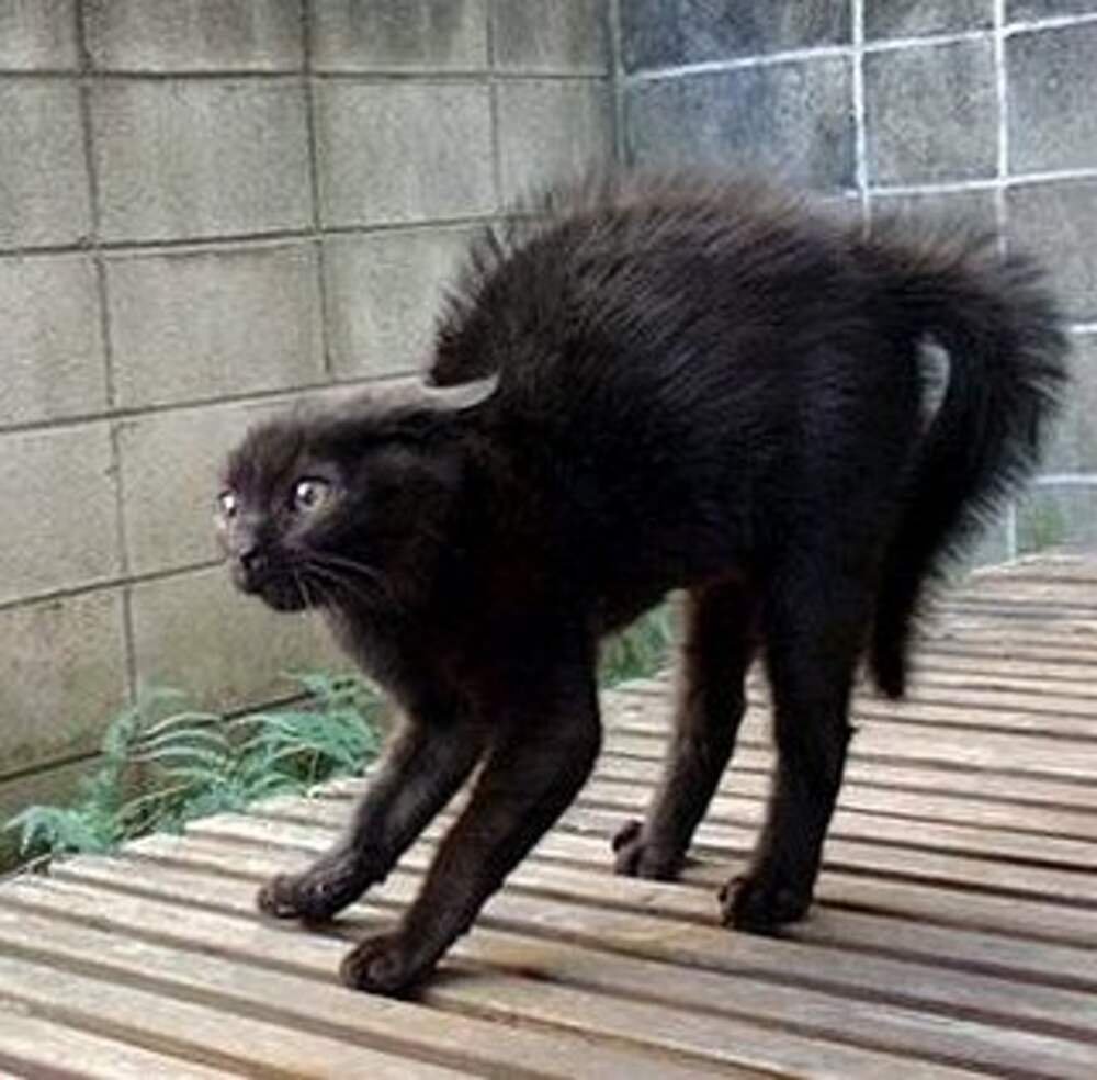 Кот шерсть дыбом