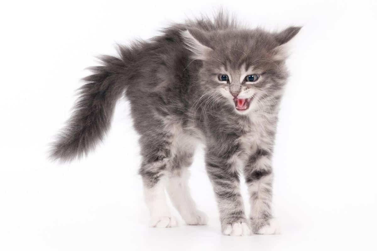 Котик фырчит