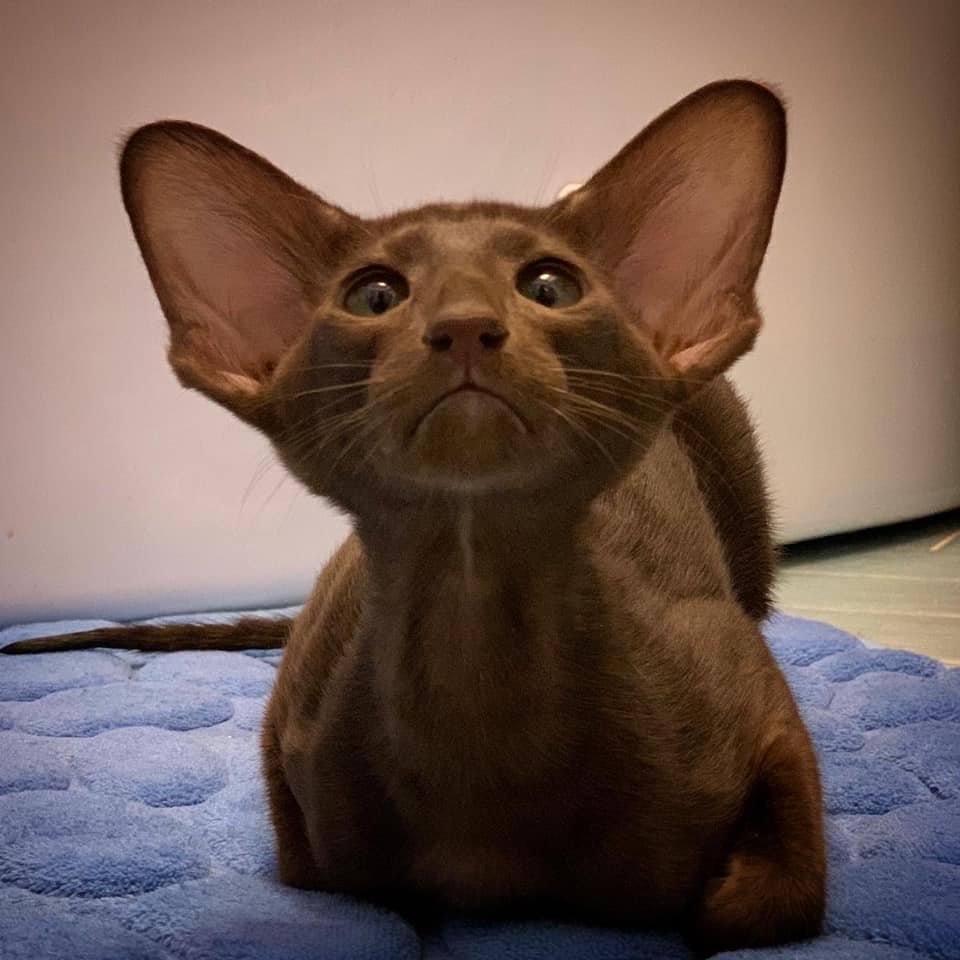 Ориентальная кошка (Ориентал)