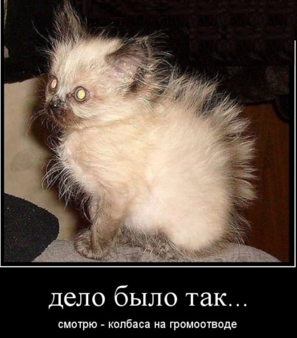 Волосы дыбом у кота