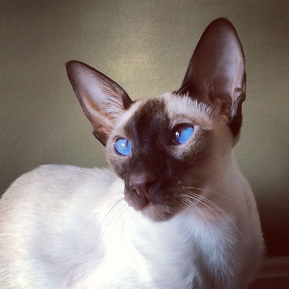 Ориентал эбони экстрим