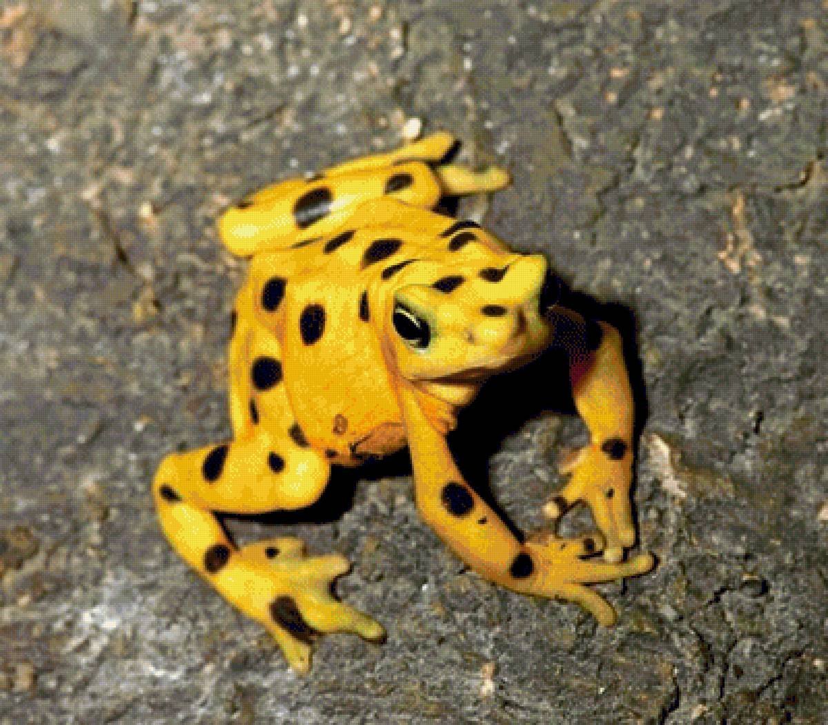 Шершавые квакши