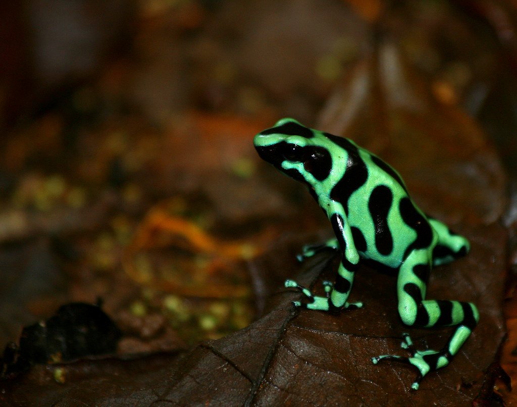 Ядовитая лягушка амазонки