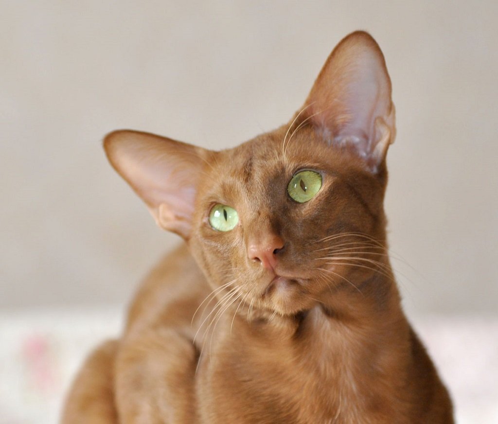 Ориентальная кошка коричневая