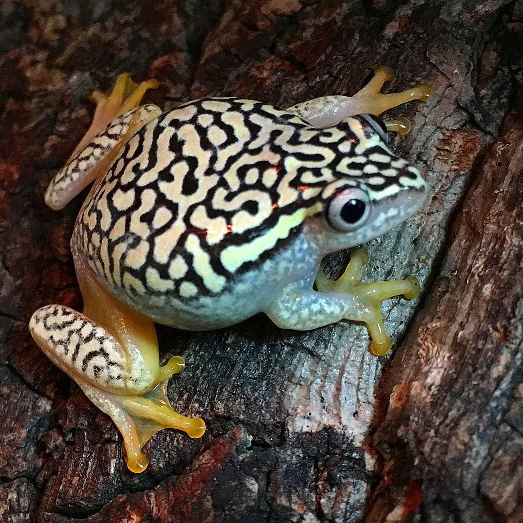 Клубничная лягушка древолаз