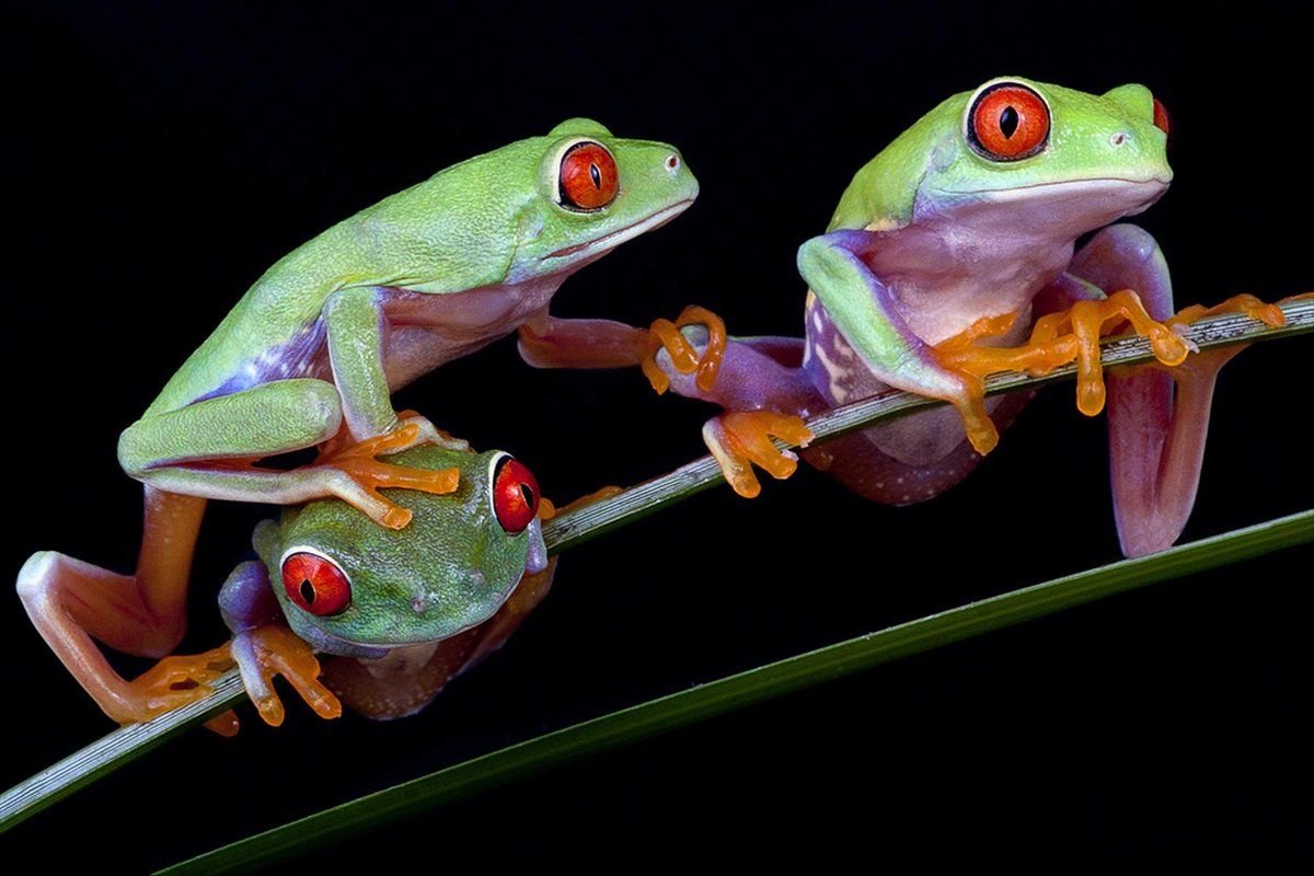 Розовая лягушка древолаз