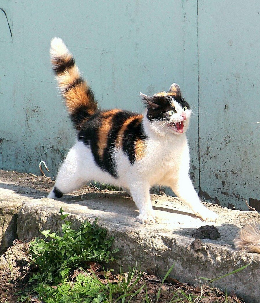 Трёхцветная кошка