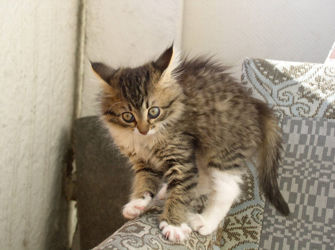 Котенок дыбом