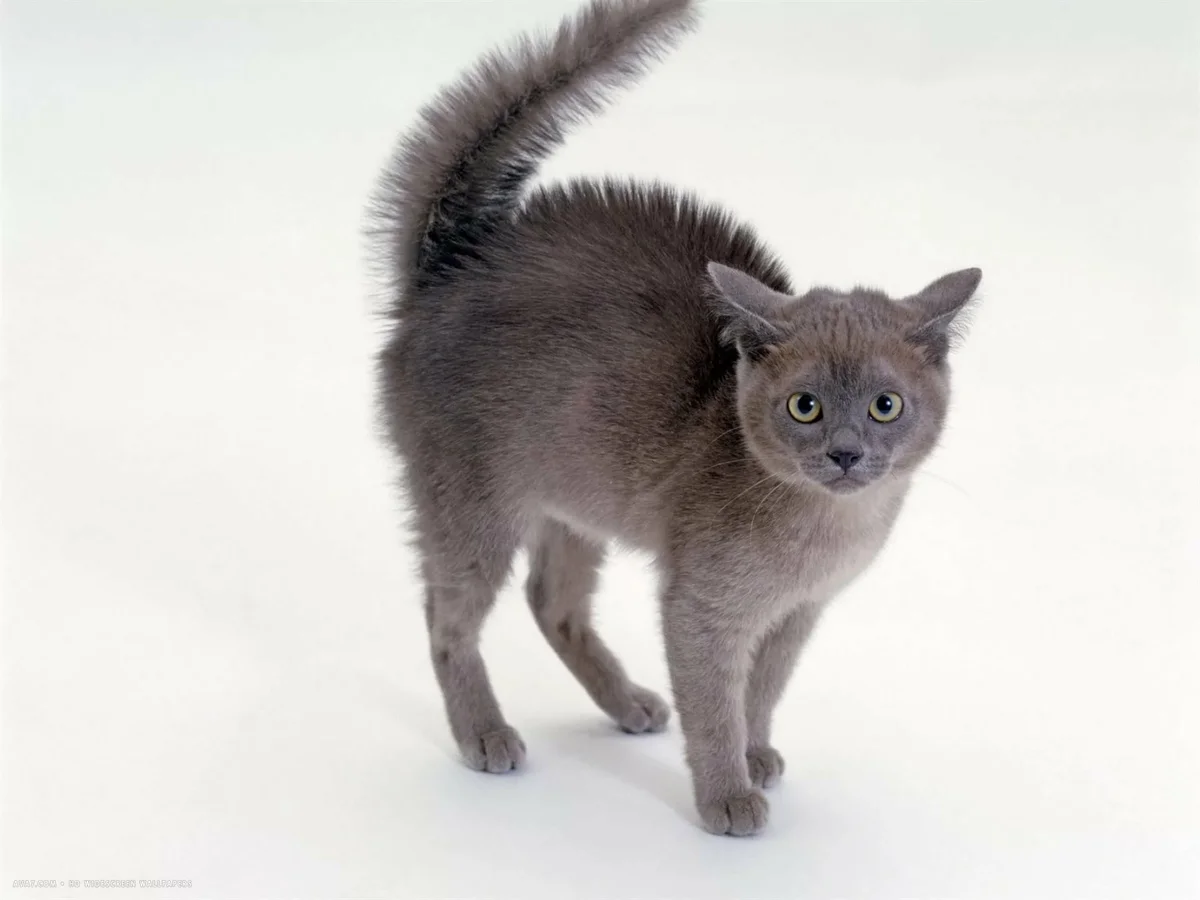 Шерсть дыбом