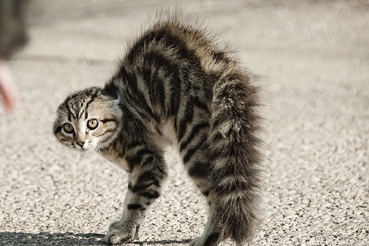 Шерсть дыбом