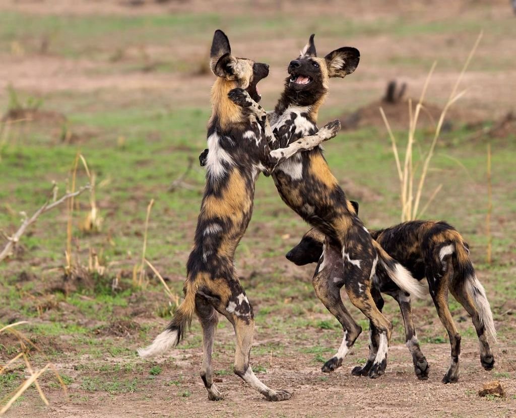 Гиеновая собака стая охота