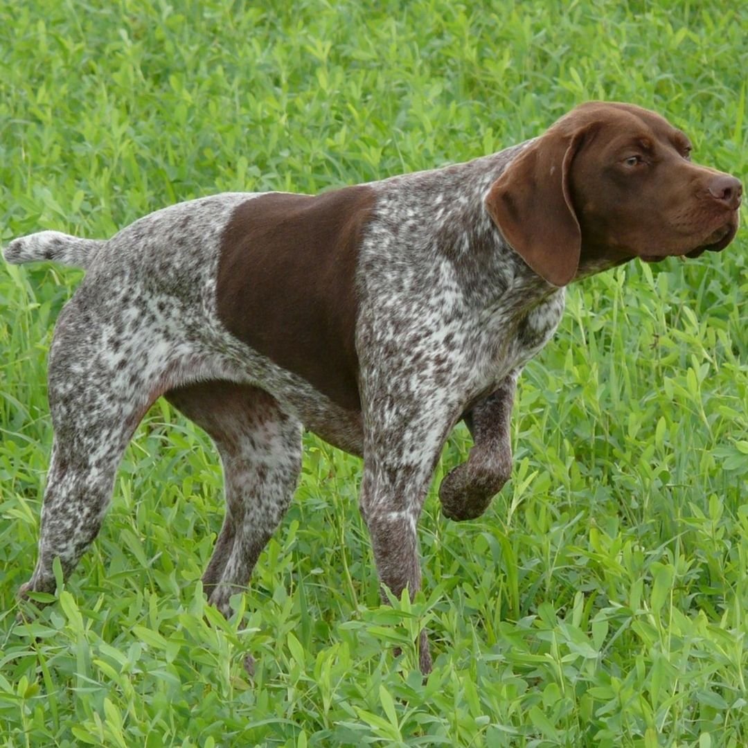 Бельгийский бракк