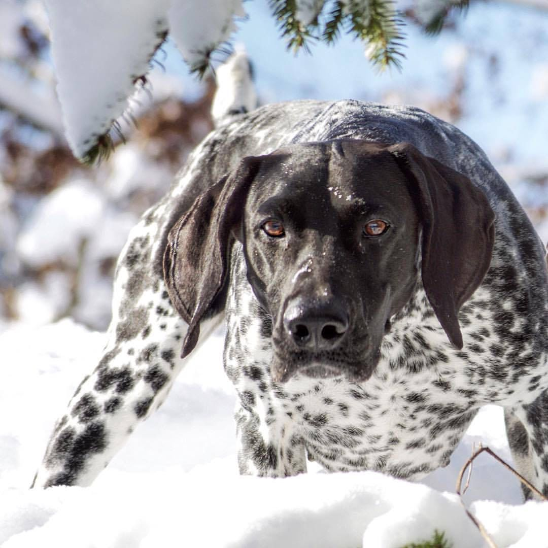 Курцхаар собака