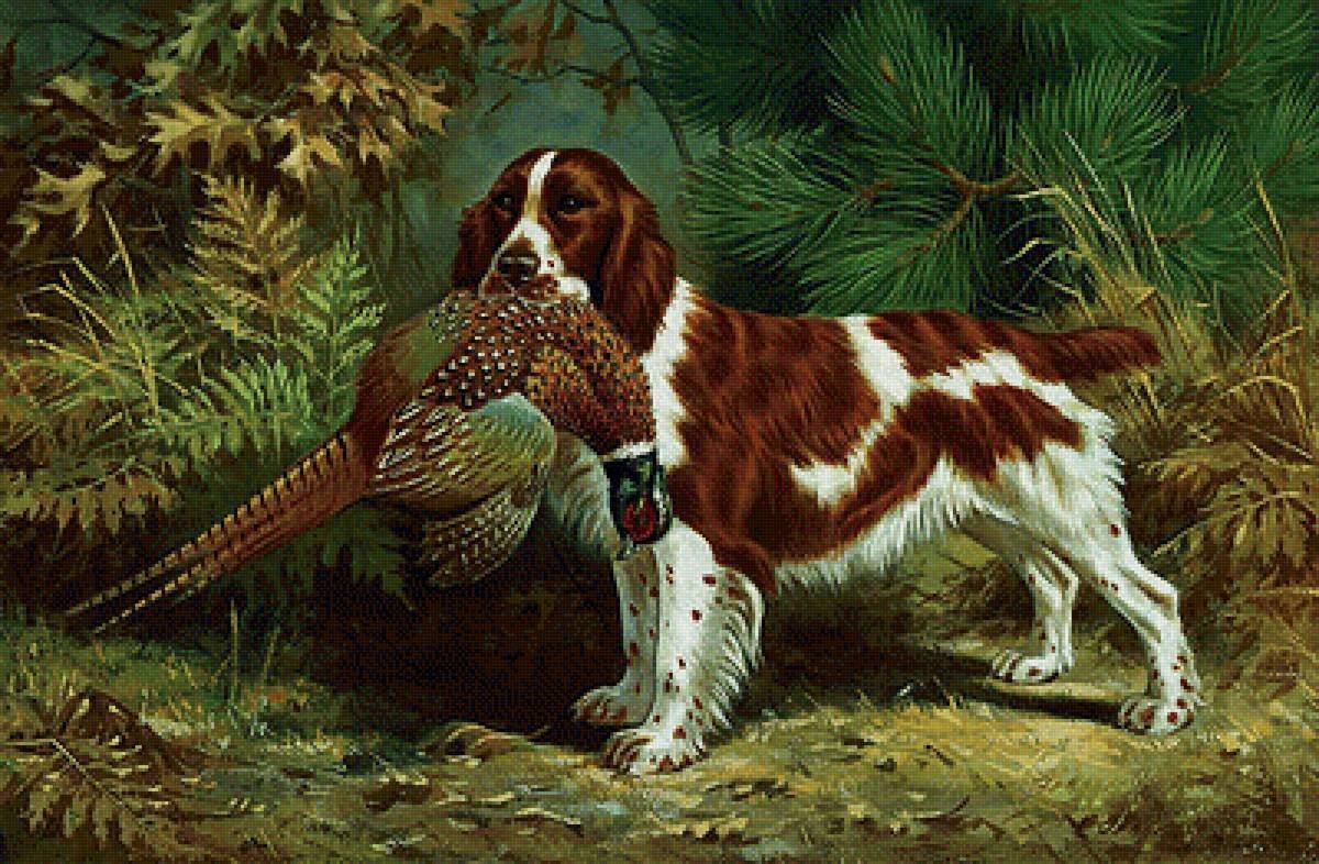 Английский спрингер-спаниель