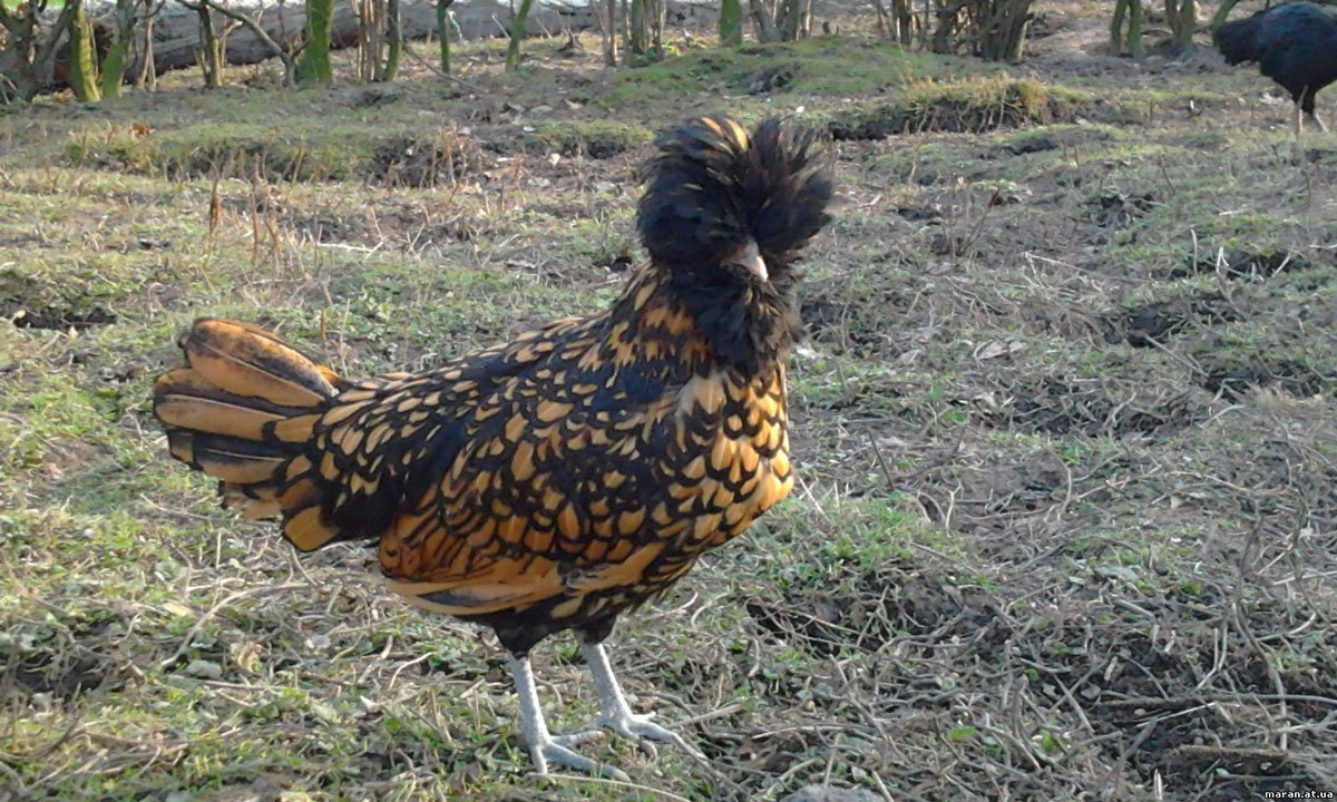 Падуан Шамоа