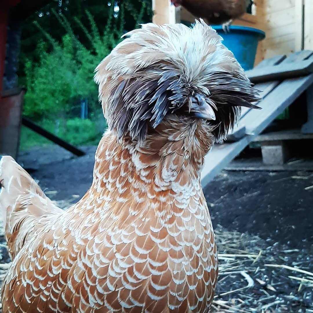 Куры породы падуан