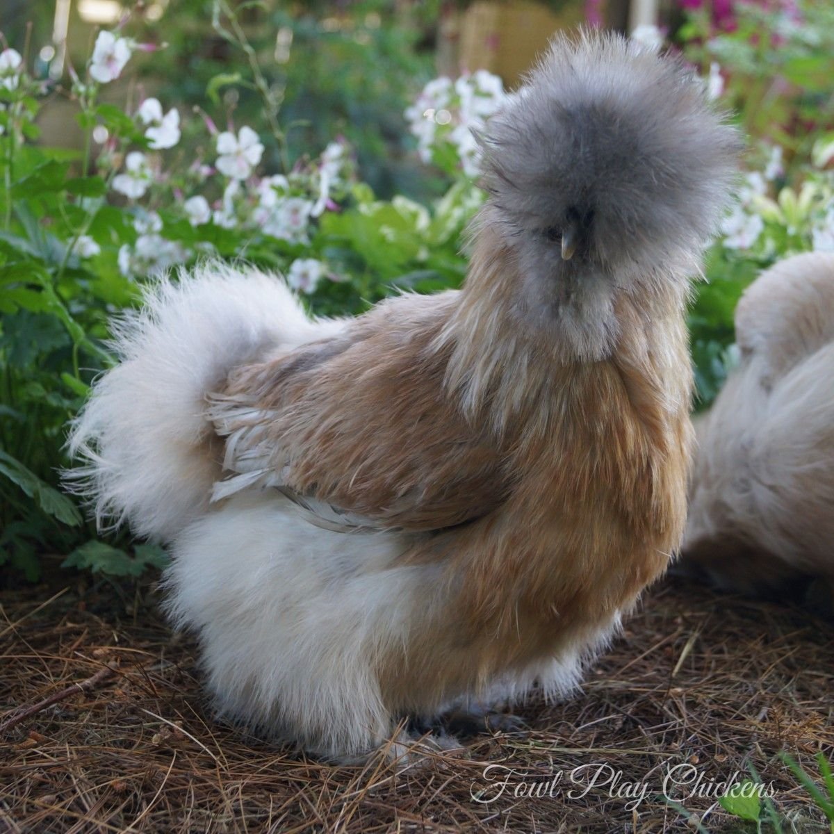 Бентамка хохлатая порода