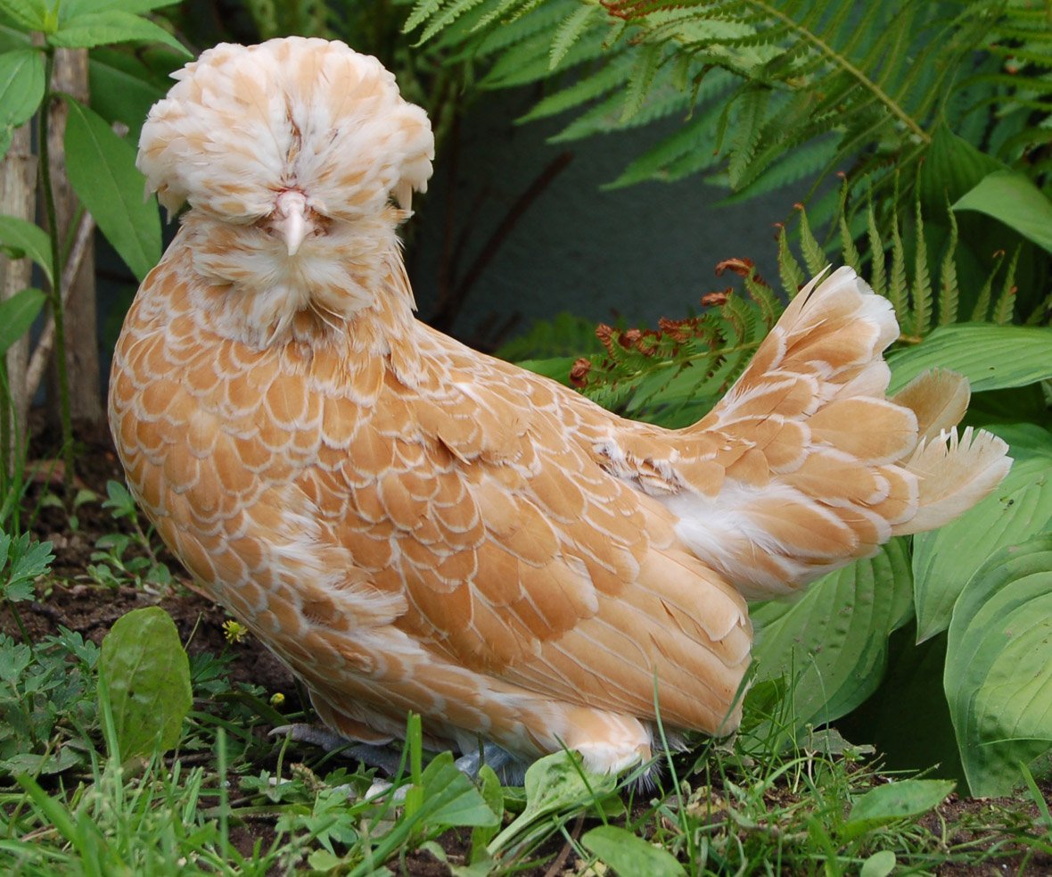 Карликовый падуан Шамоа