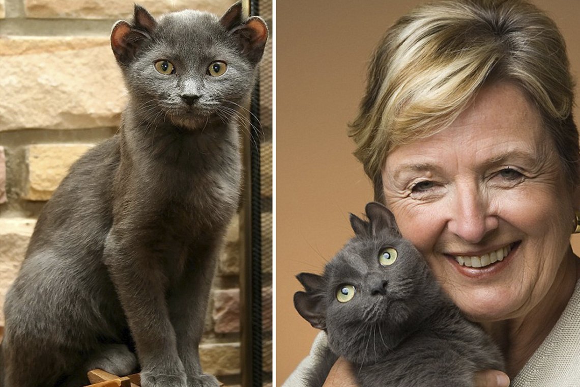 Четырехухий кот йода