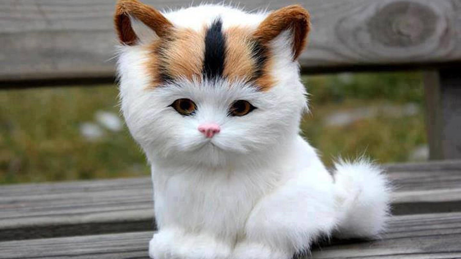Кошка красивая маленькая. Красивые кошечки. Милые кошки. Красивые котята. Милая кошка.