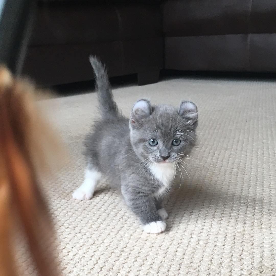 Манчкин серый котенок