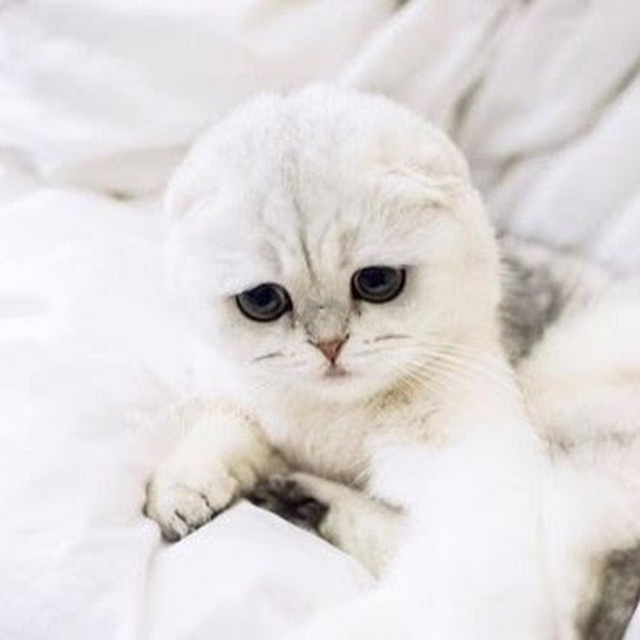 Белая шиншилла кот вислоухий