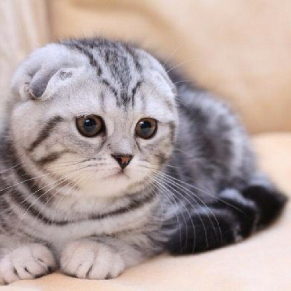 Шотландские вислоухие коты