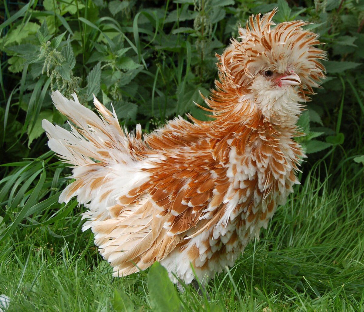 Падуан Шамоа