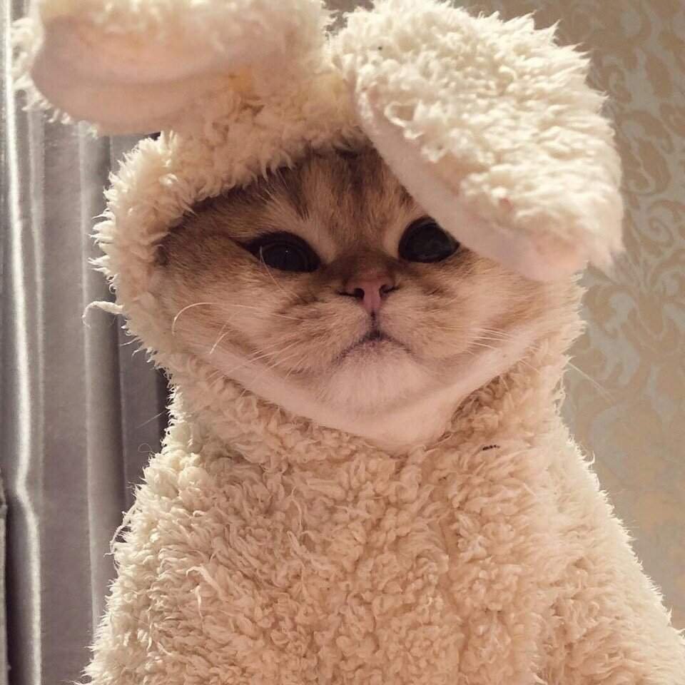 Кот с ушами зайца